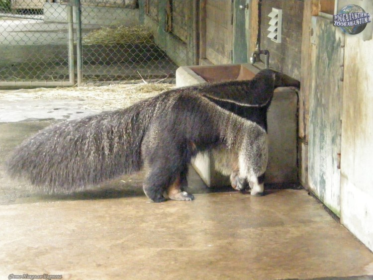 Собака муравьед