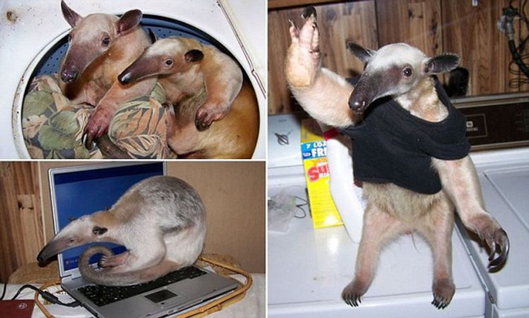 Муравьед Мем