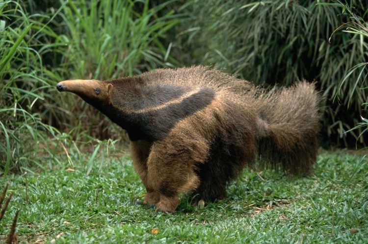 Муравьед с открытым ртом