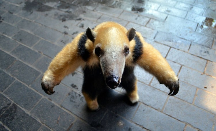 Четырёхпалый муравьед