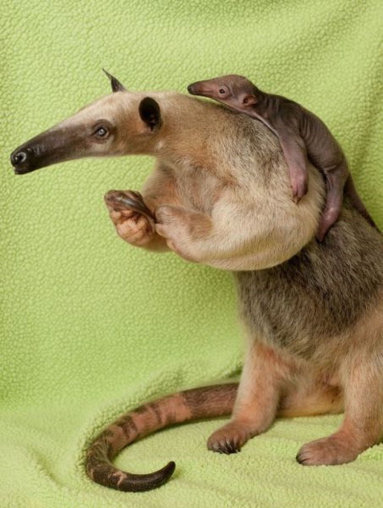 Гнездовики амфибии