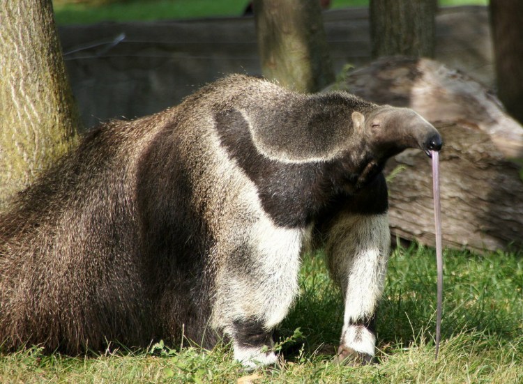 Anteater муравьед
