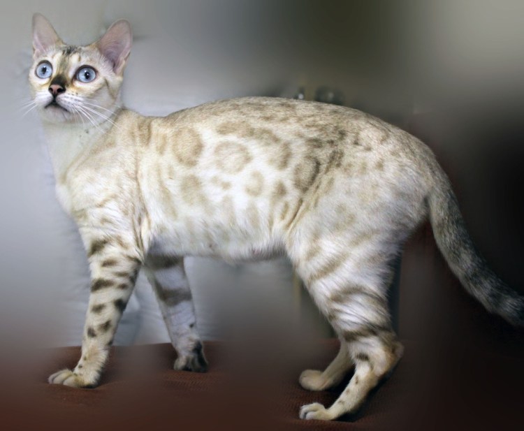 Бенгальский снежный Линкс