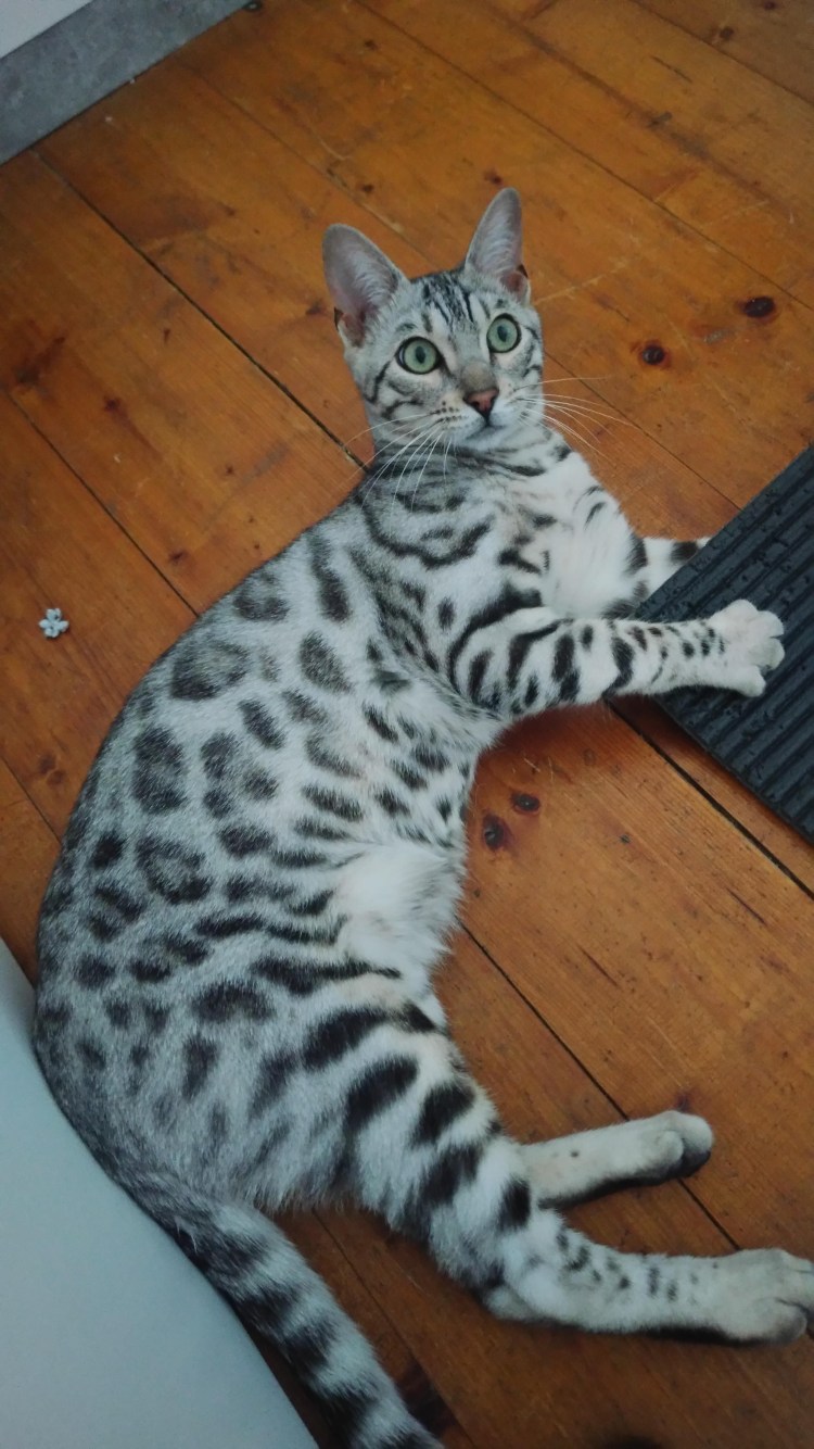 Бенгал снежный Барс котёнок