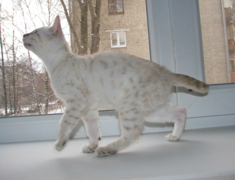 Бенгальская кошка снежный Барс