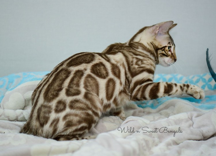 Бенгальский кот Линкс