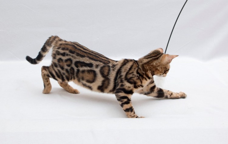 Бенгал Сильвер табби