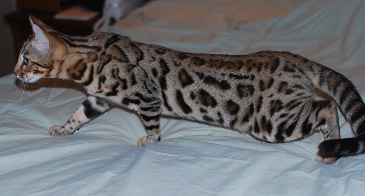 Бенгальская (Felis Silvestris catus) (Prionailurus bengalensis)