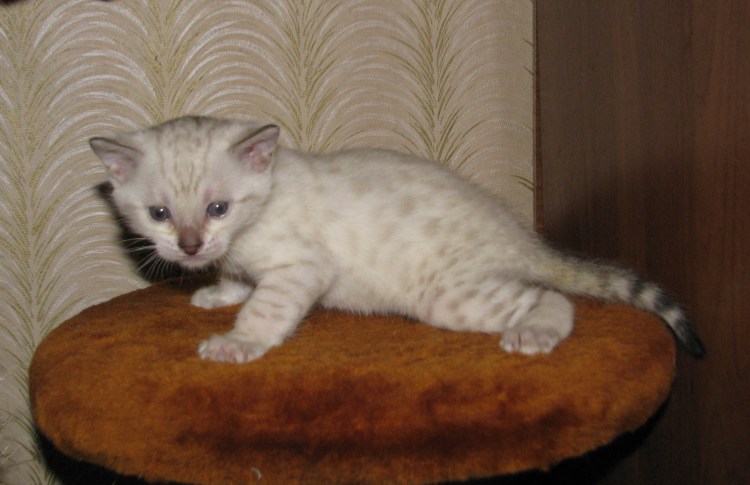Бенгальские котята 1 месяц снежный