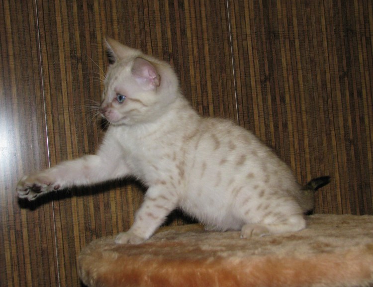 Бенгал окрас снежный Барс 2 месяца