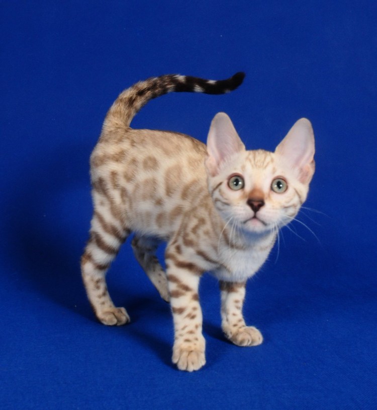 Снежная Бенгальская кошка