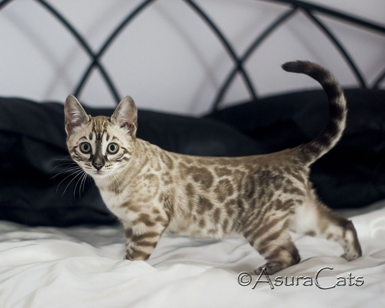 Бенгальская кошка угольный Линкс