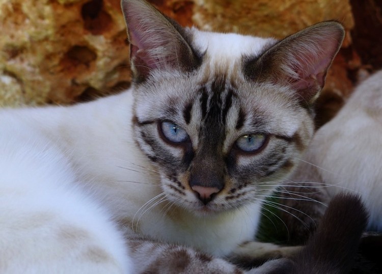 Бенгальская кошка+ Балинез