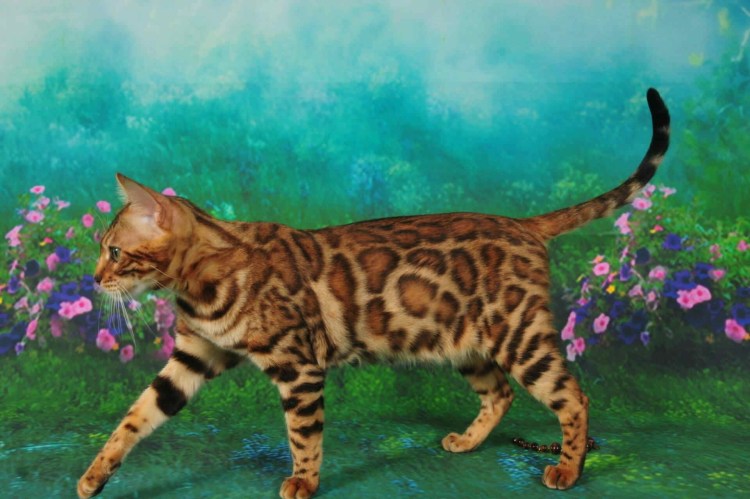 Бенгальская кошка