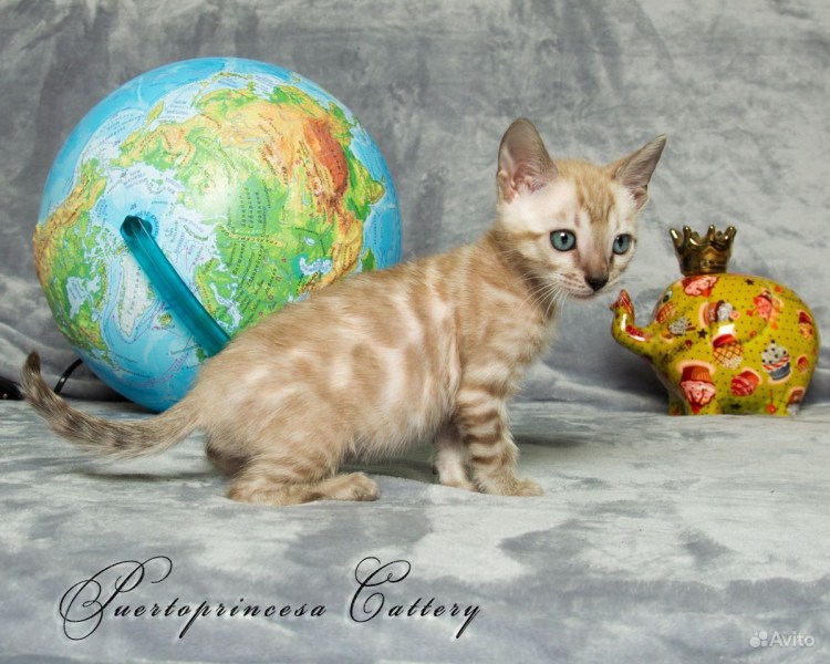 Питомник бенгальских снежных котят