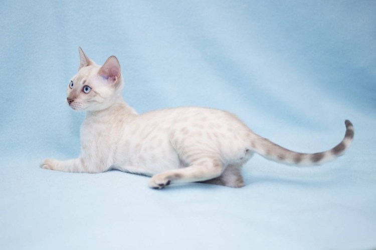 Бенгальский кот светлого окраса