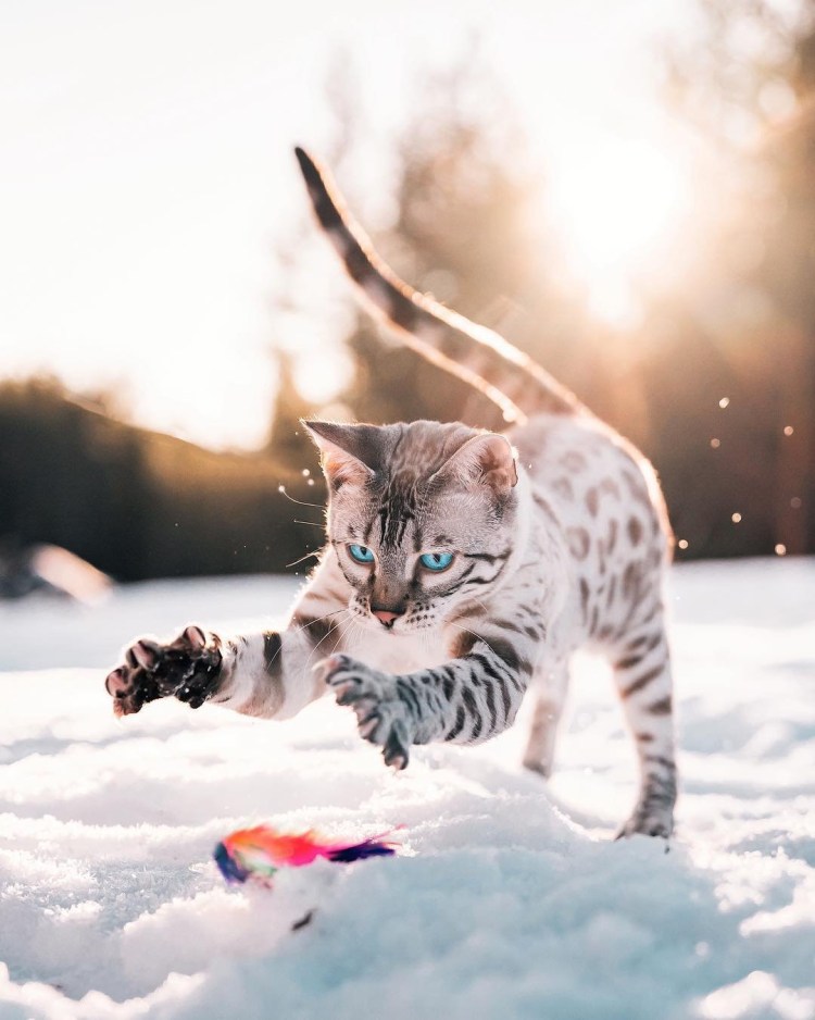 Бенгальский снежный Линкс