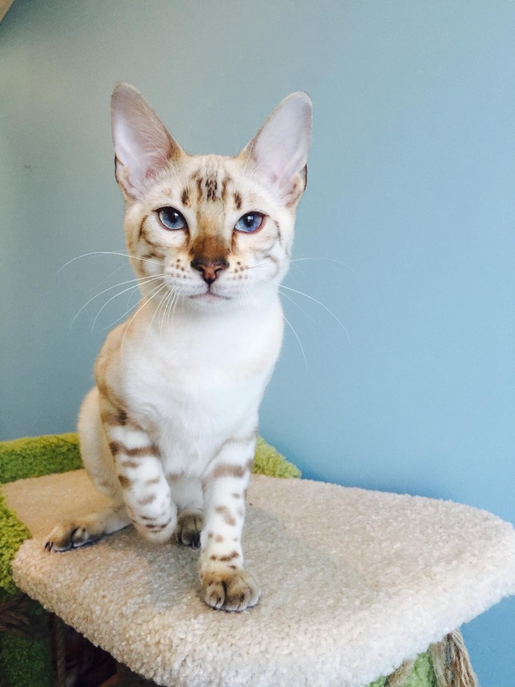 Бенгал Линкс