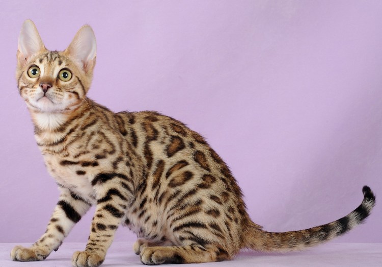 Бенгал Барс Бенгальская кошка