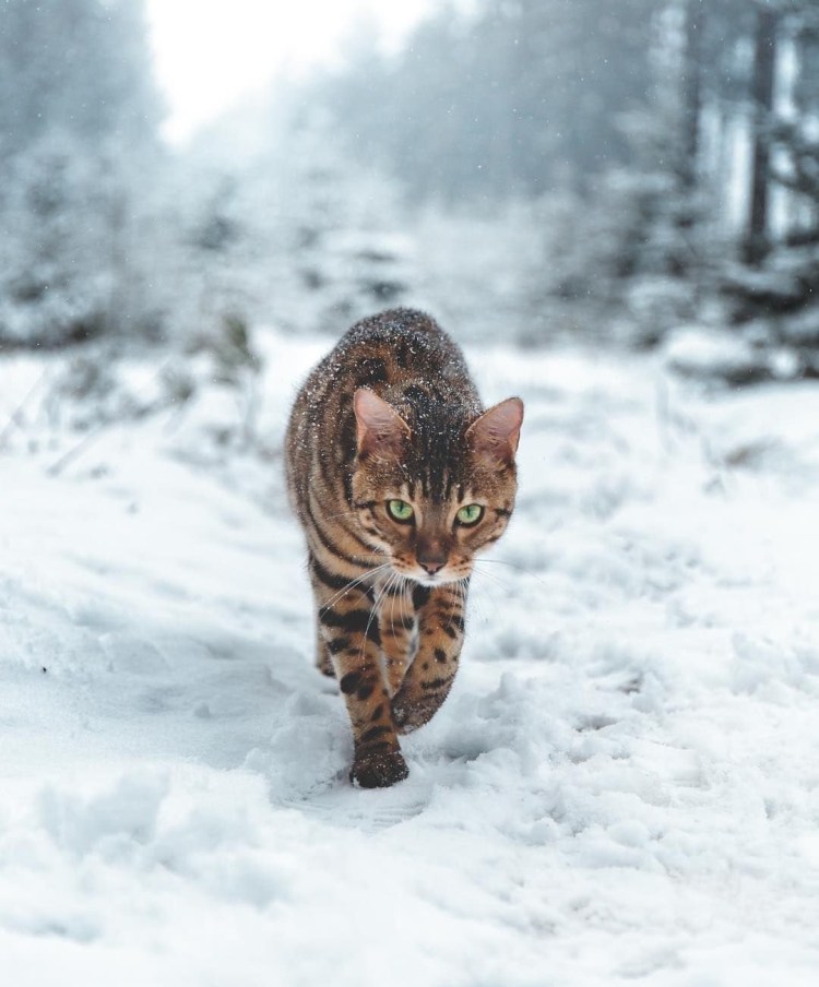 Тойгер снежный Линкс