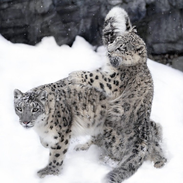 Бенгалы снежный Барс