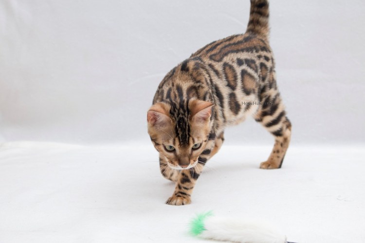 Снежная Бенгальская кошка