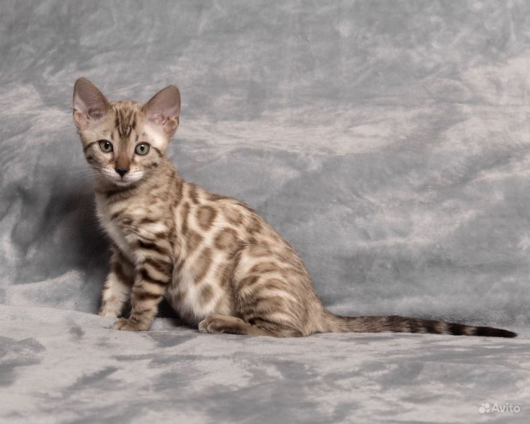Линкс табби Бенгальская