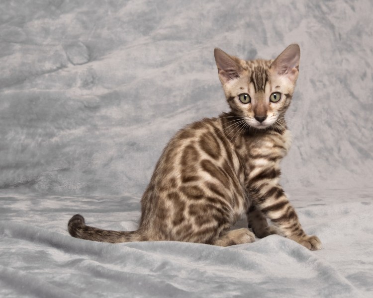 Снежная Бенгальская кошка