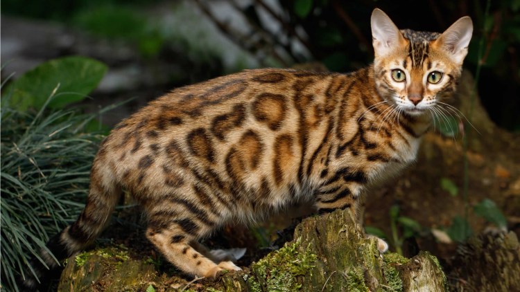 Бенгальская кошка в воде