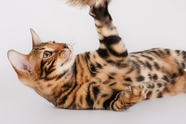 Бенгальский котенок Herodot