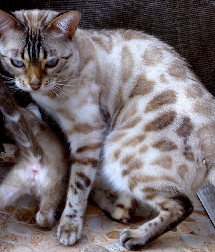 Бенгальский кот Линкс