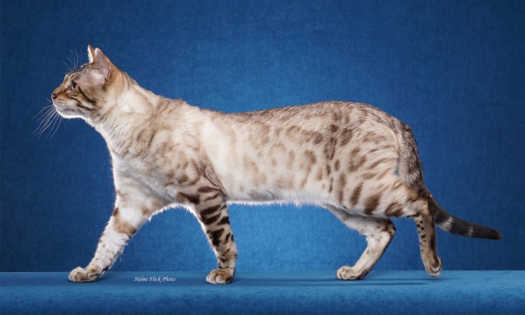 Угольный Линкс бенгал