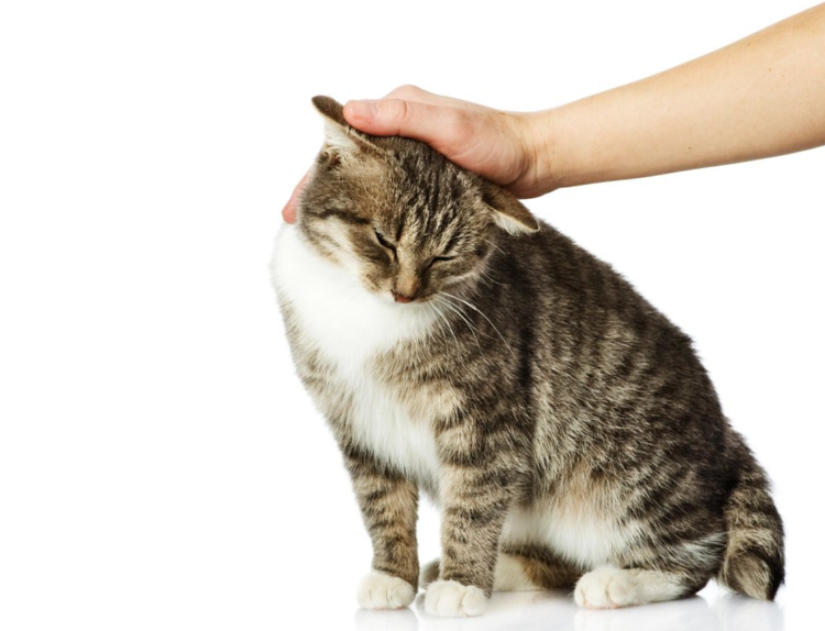 Гладить кошку