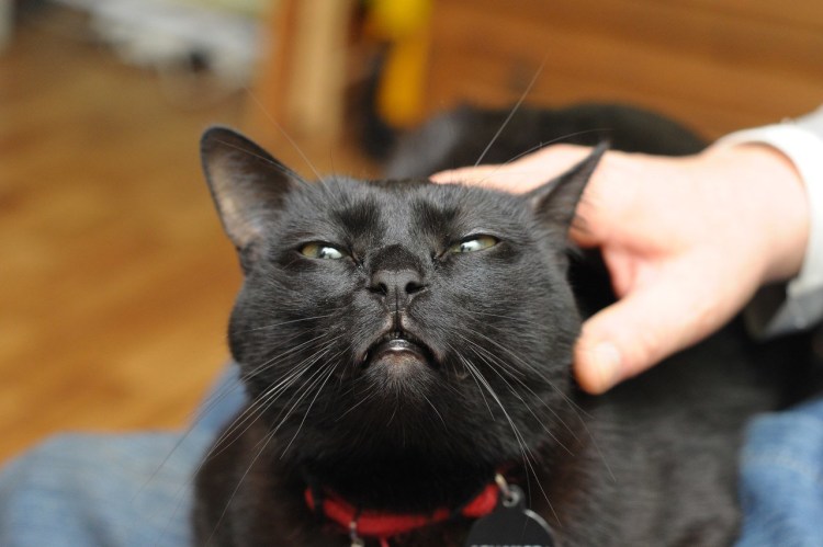 Кошку гладят по голове