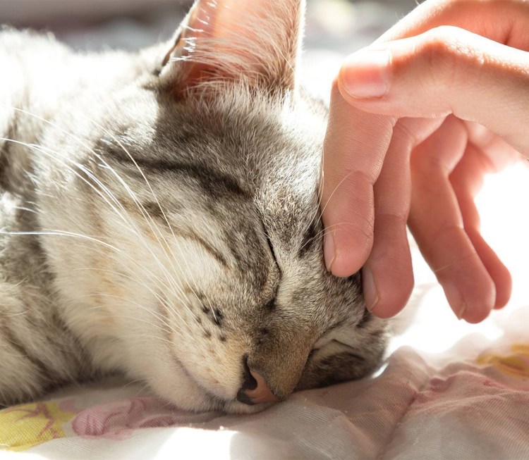 Рука гладит кота