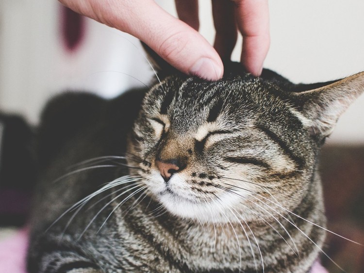 Котика гладят