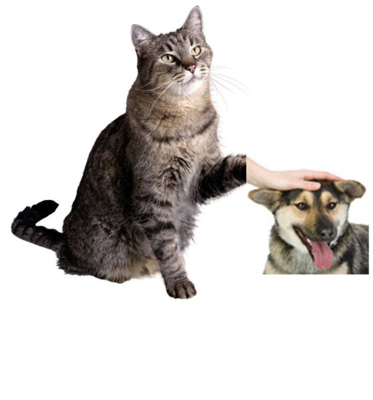 Гладит собаку Мем