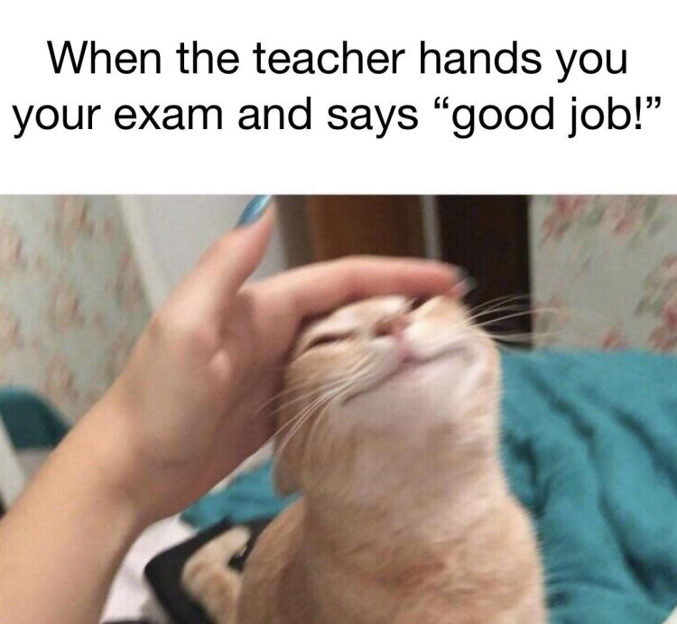 Хвалю картинка с котом