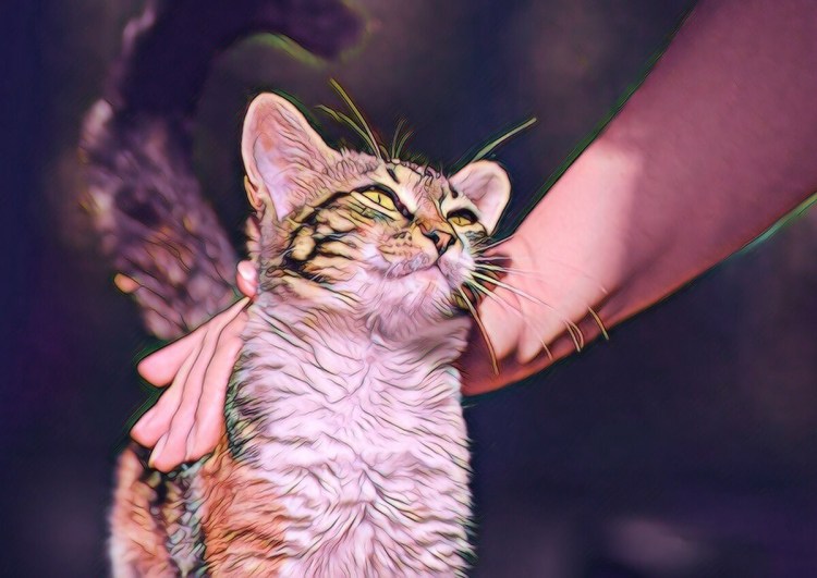 Поглаживание кота