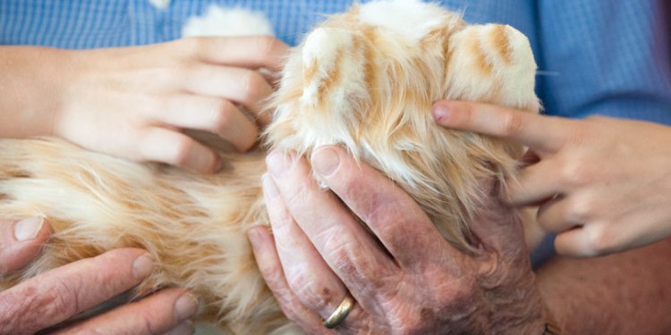 Робот гладит кошку