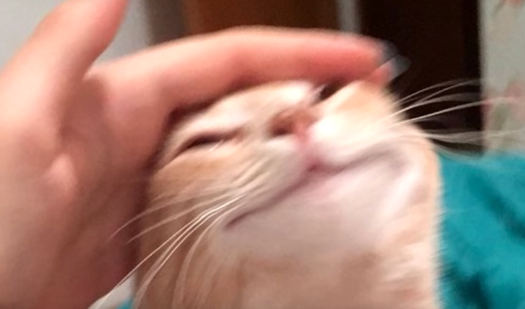 Мем гладит по голове