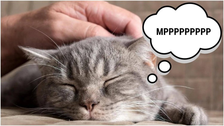 Котенок мурчит