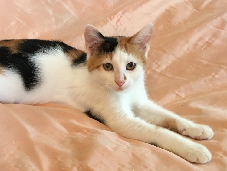 Трёхцветная кошка с нежными цветами