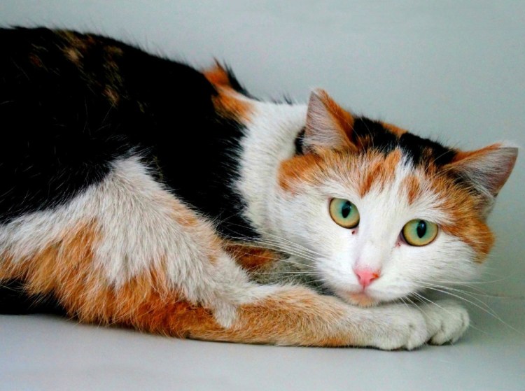 Ангорская кошка