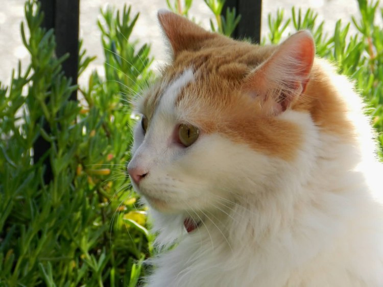 Трехшерстная ангорская кошка