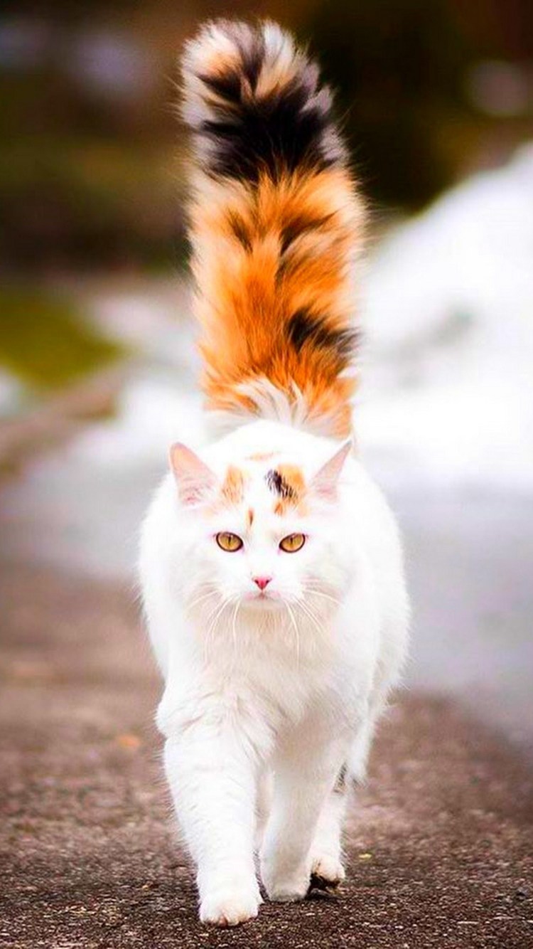 Трехцветные кошки Калико