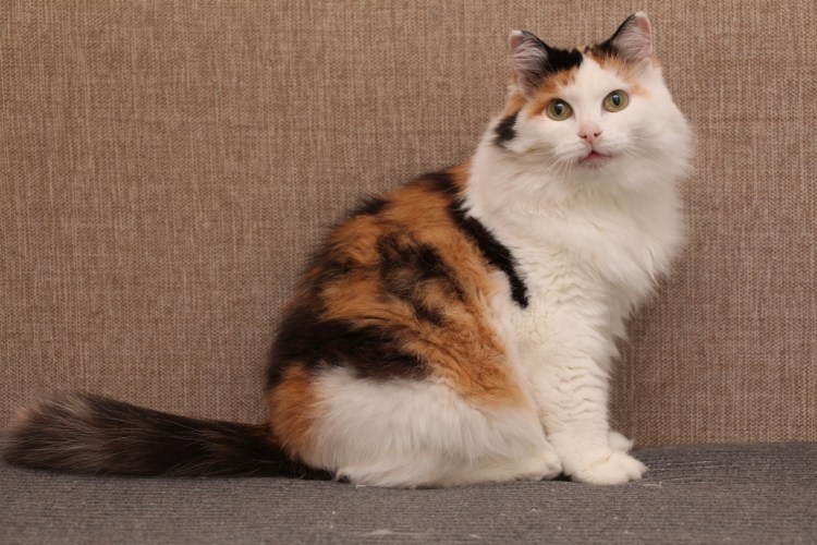 Турецкий Ван с серыми пятнами