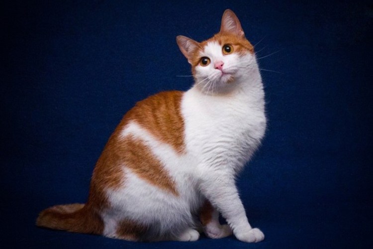 Белая трехцветная кошка