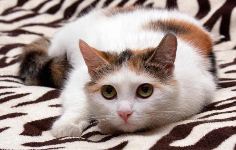 Сибирская ангорская кошка трёхцветная