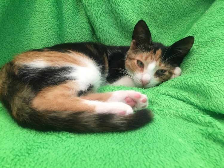 Ангорская кошка рыжая